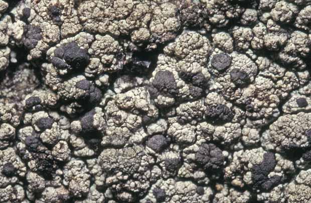 Hallands län Fig. 51. Tylothallia biformigera förekommer sällsynt i norra Halland, men är vanligare i Bohuslän. Trapeliopsis pseudogranulosa. 12 lokaler.