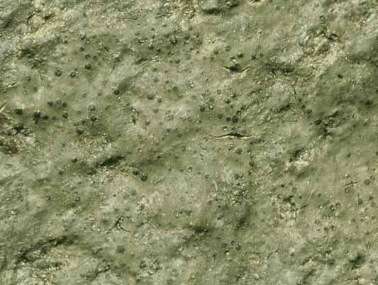 Dessutom hittades den i Brogård. Ny för Halland 2001. *Verrucaria rheitrophila. 4 lokaler. Liksom föregående art hittades denna i bäckarna på Hallandsåsens nordsluttning (Fig. 57).