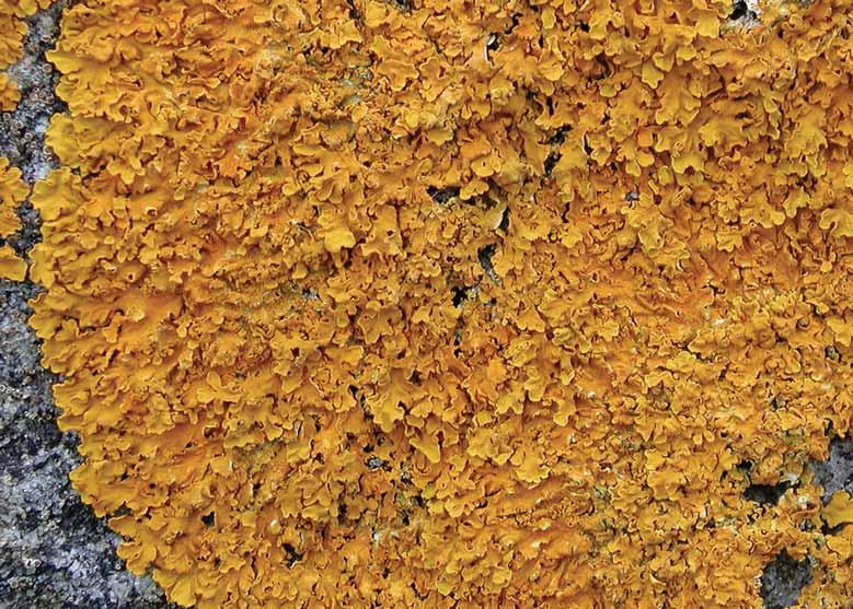Hallands län Fig. 58. Xanthoria aureola växer huvudsakligen på havsstränder och känns ofta igen på de rikligt förekommande och smala loberna i centrum av bålen samt att den sällan är fertil.