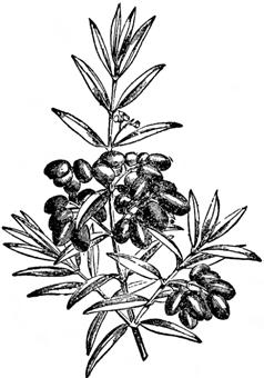 a) Morot b) Lönn c) Gräs d) Oliv