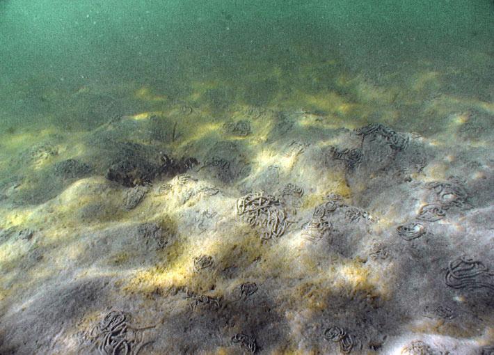 Grundområde med botten av funsediment med skalinslag och fläckvisa