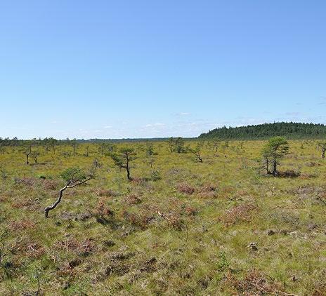 Allemansrätten ger oss en fantastisk möjlighet att röra oss fritt i naturen så länge vi inte stör eller förstör.