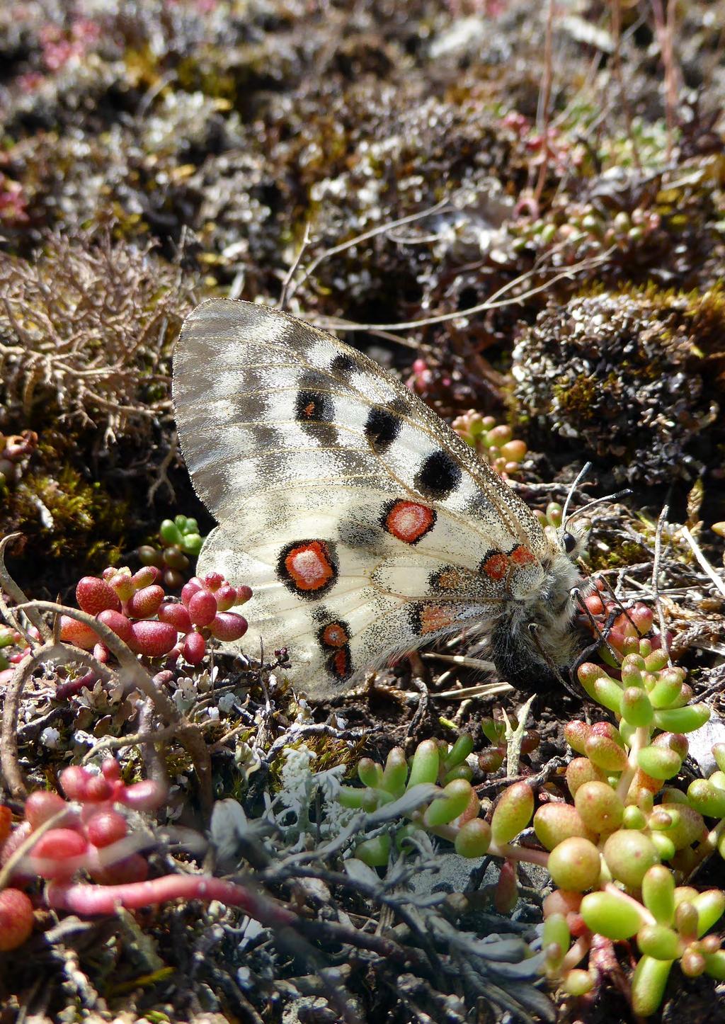 BILAGOR 1 OBJEKTSBESKRIVNINGAR NATURVÄRDE 2 FRIDLYSTA ARTER 3 RÖDLISTADE ARTER 4 NATURTYPER I REFERENSOMRÅDET
