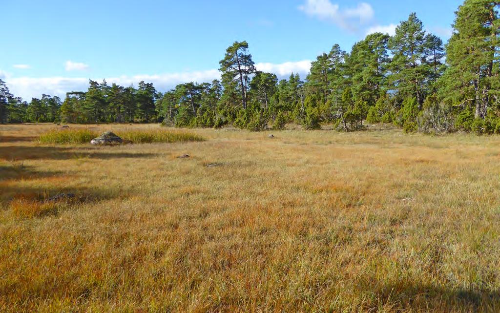 naturvårdsarter och enstaka rödlistade arter ger ett påtagligt artvärde.