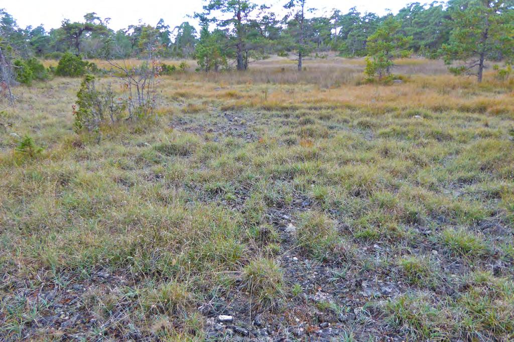 13 Beskrivning: En fuktig till blöt glänta där fuktäng, rikkärr och agkärr förekommer i mosaik. Vegetationen domineras bitvis av slankstarr, blåtåtel och ängsvädd.