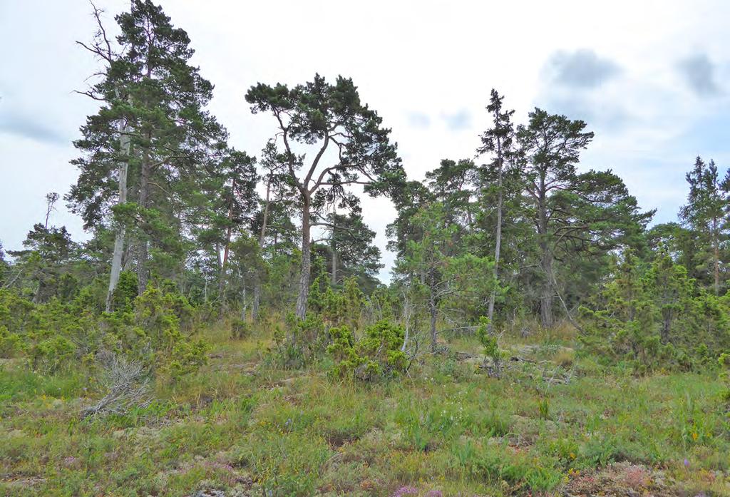 1 15 Tallskog med glest, gruppställt och