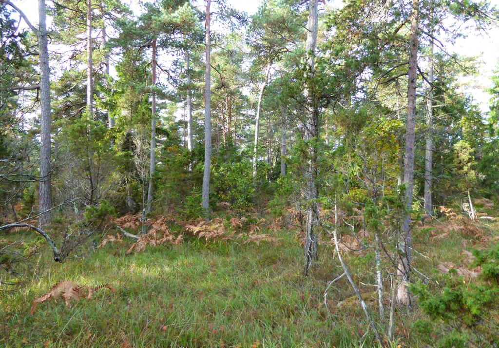 16 Medelålders tallskog med ett relativt