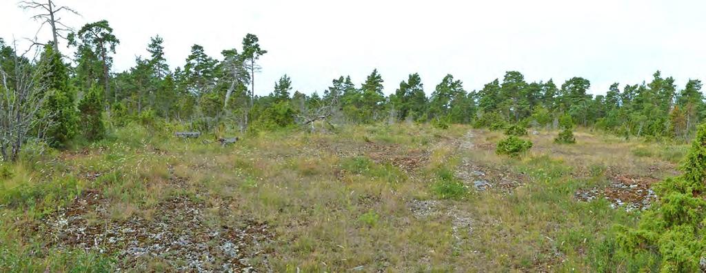 1 23 Enbuskbeväxt alvarmark med inslag av tall i