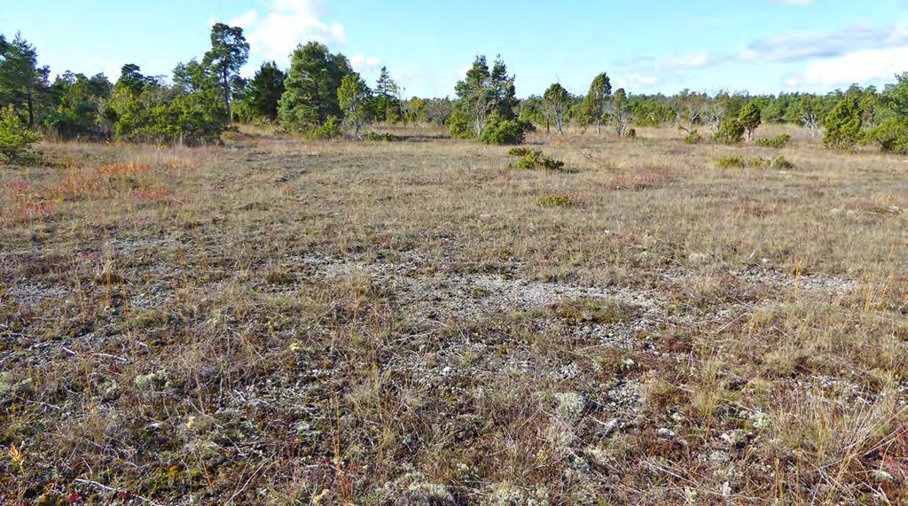 1 i mosaik. I västra delen finns mindre fuktsvackor och en sydvänd liten sluttning ner mot svackan. Utom 28 Beskrivning: Alvar med enbuskar. Bitvis med buskar och trädridåer, bitvis helt öppet.