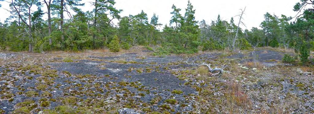 1NT och ängsnätfjäril NT. NT Det finns även uppgift om kalkkoppmossa i objektet.