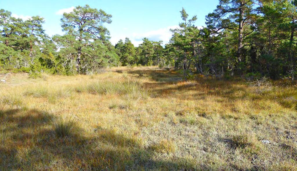 133 Beskrivning: En långsmal glänta med fuktängsvegetation. Slankstarr, blåtåtel och älväxing dominerar vegetationen. Enstaka knappagstuvor finns spritt. Här finns också en del orkidéer.