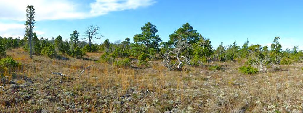 1 karsthällar. Under det tunna växttäcket finns mer karsthällar. Marken är relativt öppen, det finns endast 34 Beskrivning: Naturalvarmark med mycket enbuskar.