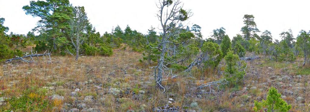 135 Beskrivning: Ett trädbärande naturalvar. Att miljön hålls öppen beror på torkstressen. Marken består av kalkgrus med en tjock lavmatta och glest växttäcke.