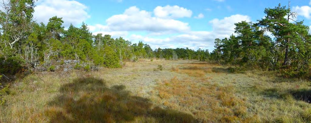 137 Beskrivning: Fuktig svacka med alvarvät, fuktäng och kalkgräsmark. Starr, blåtåtel och älväxing dominerar vegetationen i de fuktigaste delarna.
