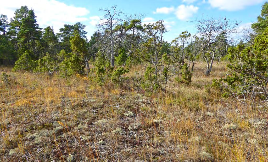 38 Beskrivning: Litet och naturligt öppet område med alvarvegetation på kalkgrus och blåtåteldominerad vegetation på fuktigare mark. Här finns grov tall och torrakor.