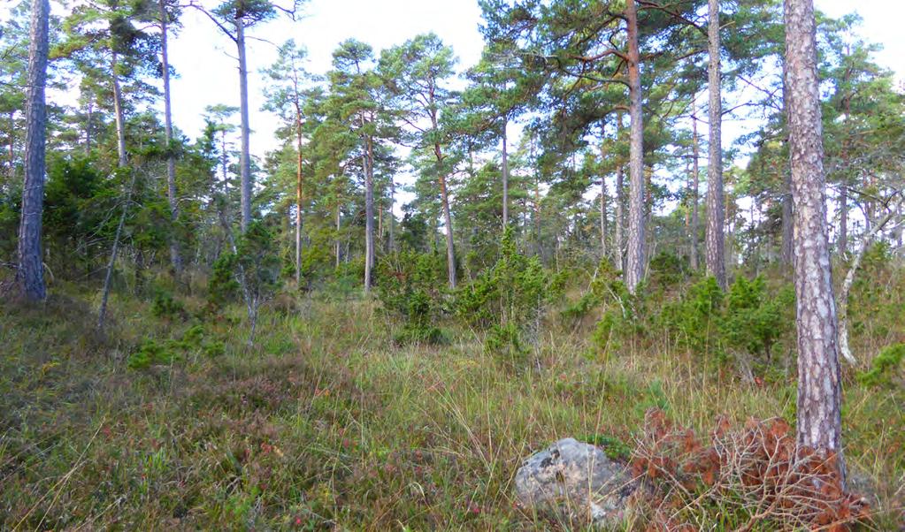 139 Beskrivning: Tallskog i ett relativt kuperat område där en höjdterass slingrar sig i nord-sydlig riktning. Höjdskillnaden utgör ett par meter. Trädskiktet är talldominerat.