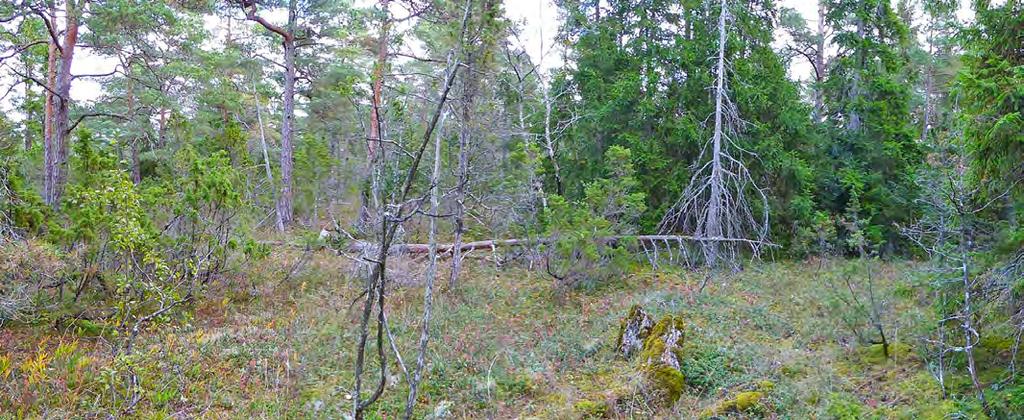 svamp NT, granrotspindling VU, lammticka VU, Ramaria batailli VU, siljansspindling EN, skarp dropptaggsvamp och zontaggsvamp.