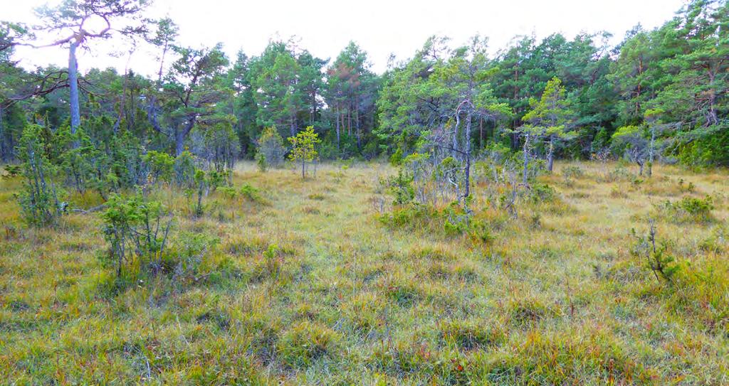 skog med lång trädkontinuitet. Förekomst av ett stort antal rödlistade svampar, varav flera hotade, ger ett högt artvärde.