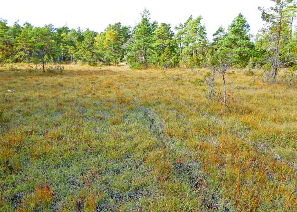 148 Beskrivning: Fuktäng med vegetation som domineras av blåtåtel och ängsvädd. Objektet är flikigt och öppet men i kanterna långsamt igenväxande med en, ung tall och brakved. Körskador finns.