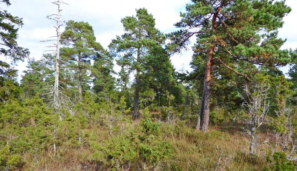 Beskrivning: En naturskogslik skog där tall dominerar trädskiktet men här finns också en hel del gran 1 kloner. Trädskiktet är luckigt och gruppställt. Stubbar saknas i stor utsträckning.