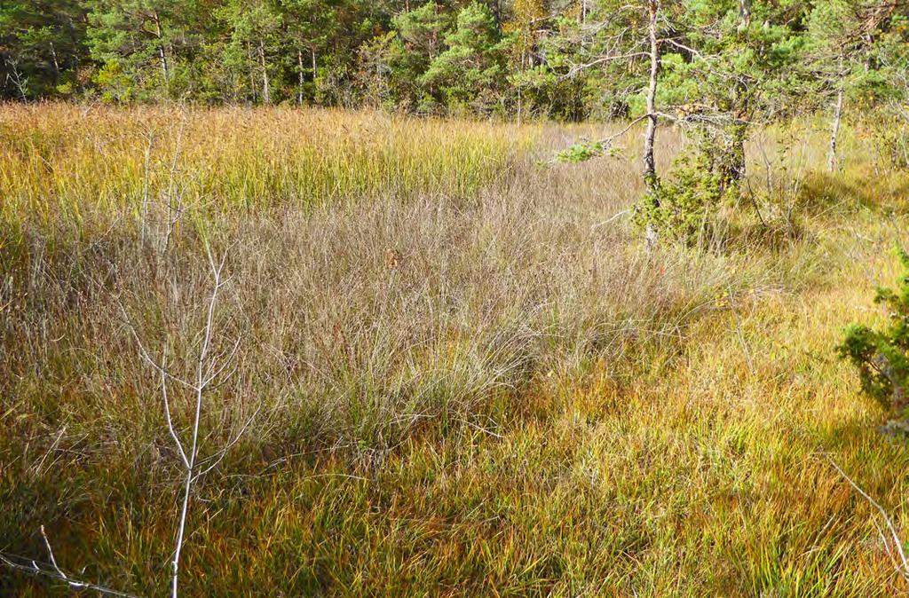 152 Beskrivning: Ett litet rikkärr som vuxit igen med ag. I kanterna zonerat med bård av blåtåtel- och knappagdominerad vegetation. Större delen domineras av ag.