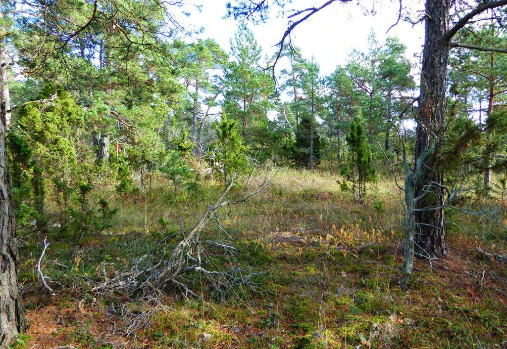 1 50 Talldominerad skog med naturlig föryngring