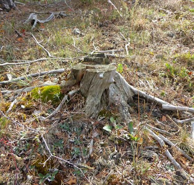 1 57 Uppfrysningsmark med