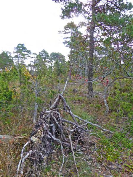 arter kan kolonisera i objekt