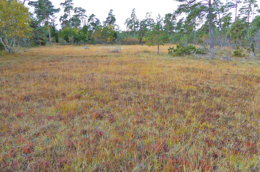 1 63 Gles tallskog med
