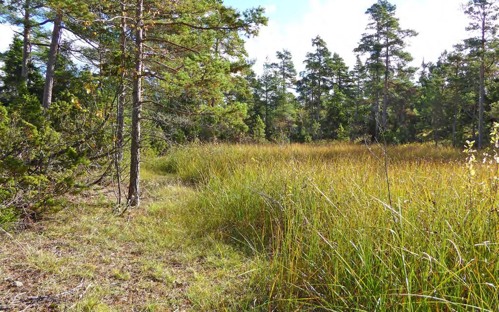 Natura 2000-naturtyp: 7210 Agkärr Naturvärdesklass: 2 Högt naturvärde Motivering: Påtagligt biotopvärde knutet till ett välutvecklat agkärr och vattenmiljö.