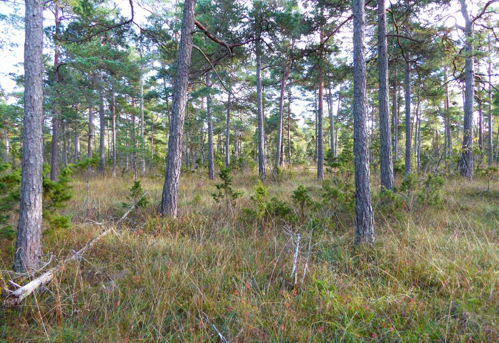 67 Trädskiktet i objekt 73