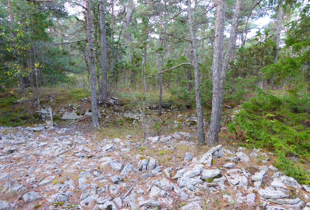 1 74 Högvuxen skog med tall