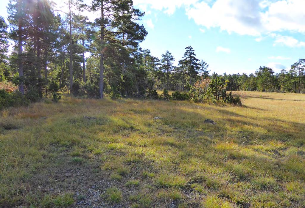 7 Öppen glänta på