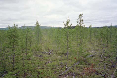 ARBETSRAPPORT FRÅN SKOGFORSK NR 707 2010 Utvärdering av radförbandsförsök anlagda mellan 1982 1984 Isabelle Bergkvist, Folke Pettersson &