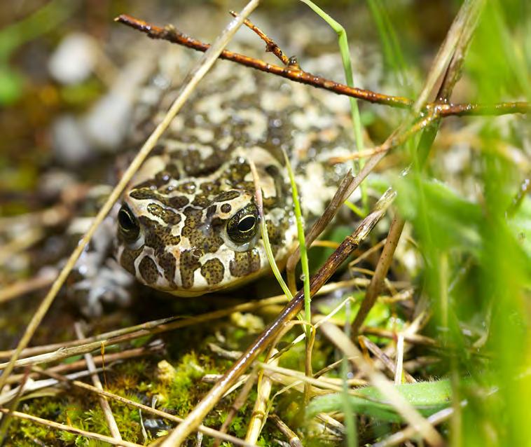 Andra arter Däggdjuren hare och mus har invandrat till ön.