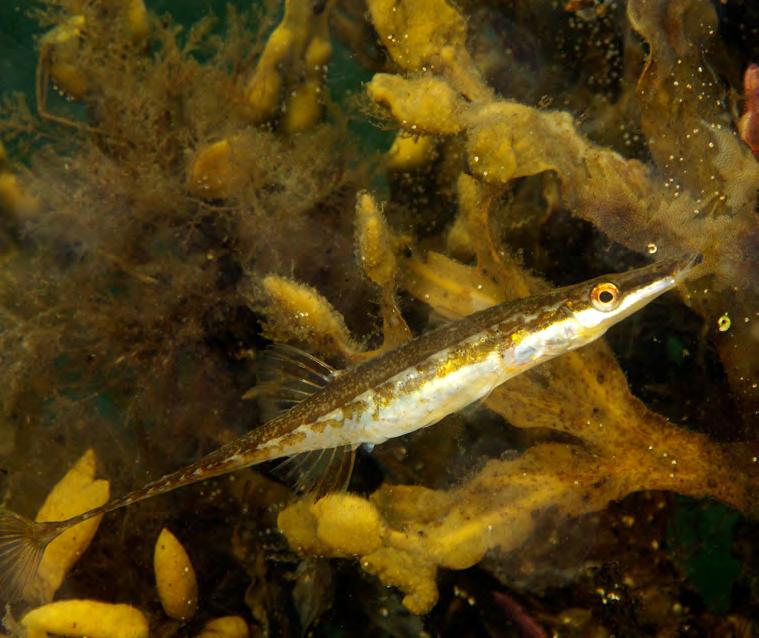 Det marina livet Före byggfasen fanns en oro att bron skulle få en permanent skadlig inverkan på det sårbara marina livet i Öresund.