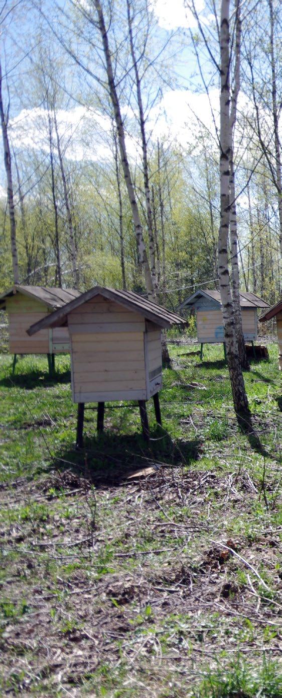Alla bikupor (av trä och Genom att besöka en konferens i Moskva om naturlig biodling i slutet av november blev jag bekant med olika biodlare från olika delar i Ryssland: från Primorskij kraj i