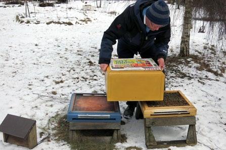 Bild 3. Det är viktigt att inte döda bin täpper till flusteröppningen. En gång i månaden, under vintermånaderna, brukar jag avlägsna eventuellt döda bin i flusteröppningen. Bild 2.