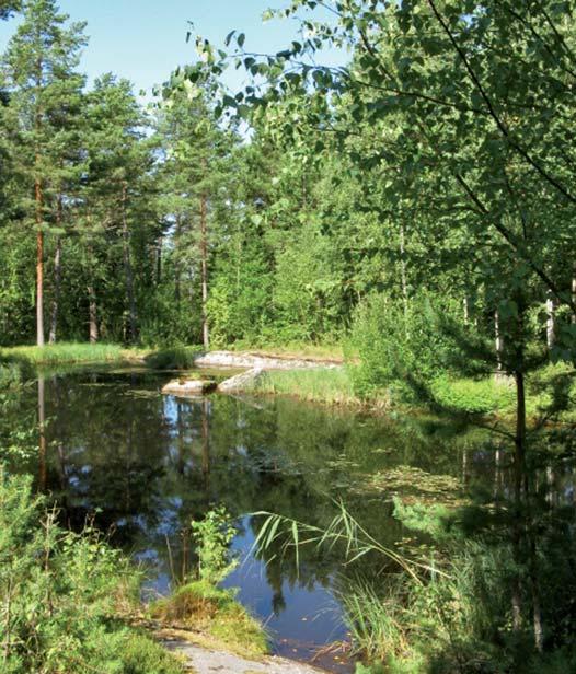 Det planerade bostadsområdet består till största delen av mycket kuperade hällmarker, främst bevuxet med tallskog, med inslag av lövträd (figur 4).
