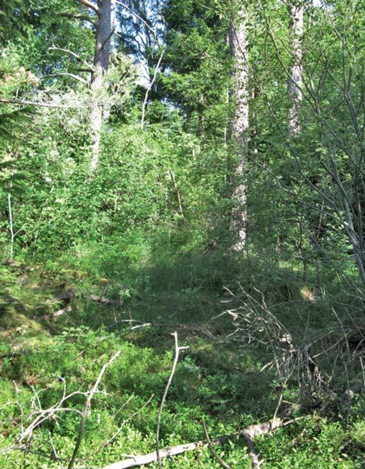 Idag är ytan främst bevuxen med lövträd (figur 6). I norra delen av utredningsområdet återfinns en äldre odlingsyta, ca 2700 m 2 stor; idag bevuxen främst med aspar.