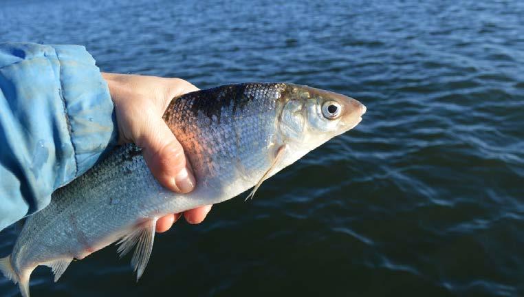10 Ett fiskefritt område för skydd av sik i Bottenhavet Delrapport 1 Författare: Ann-Britt Florin, Ronny Fredriksson, Karl Lundström, Ulf Bergström Omslagsfoto: Ulf Bergström Referera till denna