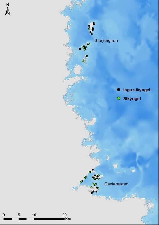 Figur 6. Förekomst av sikyngel i provfiske med not. Gröna punkter indikerar platser där yngel påträffats minst en gång i provfisken 2011-2015. 10.3.