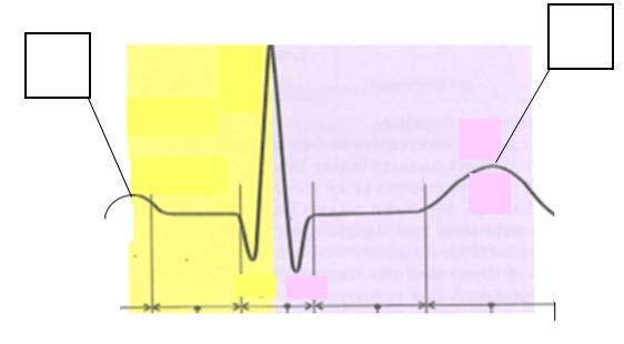 4. Cirkulationssystemet Kodnr. Föreläsare: Anna Dieden (Max 10p) 1. Hur påverkar parasympatiska nervsystemet hjärtfrekvensen? (1p) 2. Vad motsvarar de olika delarna av EKG-komplexet.