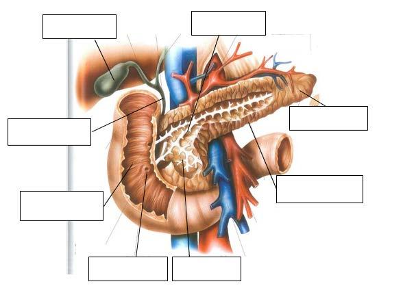 Kodnr. 2. Mag-tarmkanalen med matspjälkningen Föreläsare: Jenny Jakobsson (Max 11p) 1. Ange namnen på de anatomiska strukturerna. Sätt rätt bokstav i rätt ruta. Välj från listan nedan.