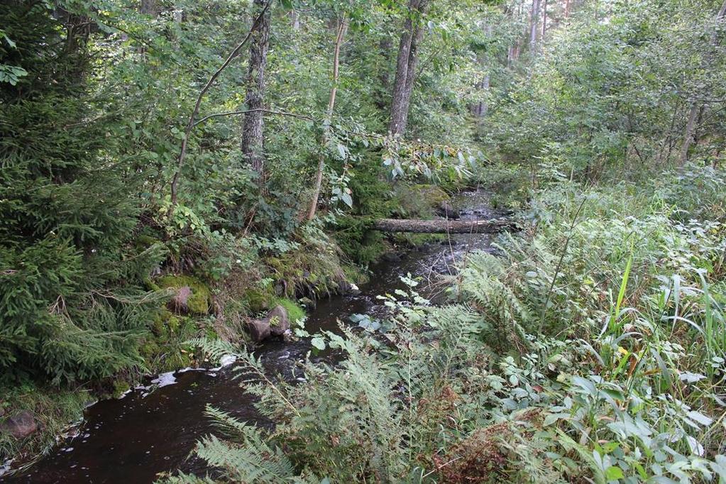 Glasholmsån, Uppströms Hagalund (626303, 151488) Lokalbeskrivning Fin och opåverkad lokal i ett mindre biflöde.