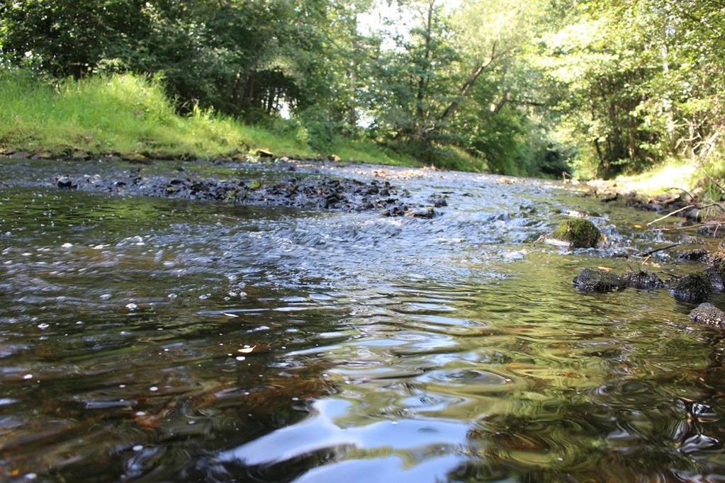 Ljungbyån, nedströms damm Kölby (627882, 152420) Lokalbeskrivning Lokalen är belägen 250 m nedströms Kölby damm. Lokalen innehåller en stor andel mindre sten och grus.