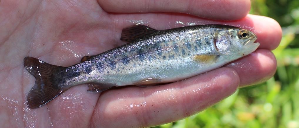 Figur 48. Det är vackra fiskar regnbåge men som inte hör hemma i Snärjebäcken, där ett skyddsvärt öringsbestånd finns.