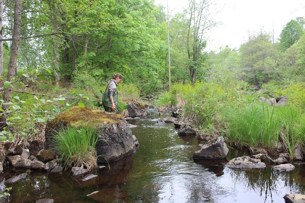 Alsterån, kraftledning väst (631771, 153080) Lokalbeskrivning Alsterån är ett större vattendrag som mynnar vid Pataholm i Mönsterås kommun. Vattendraget är värdefullt innehållandes öring och lax.