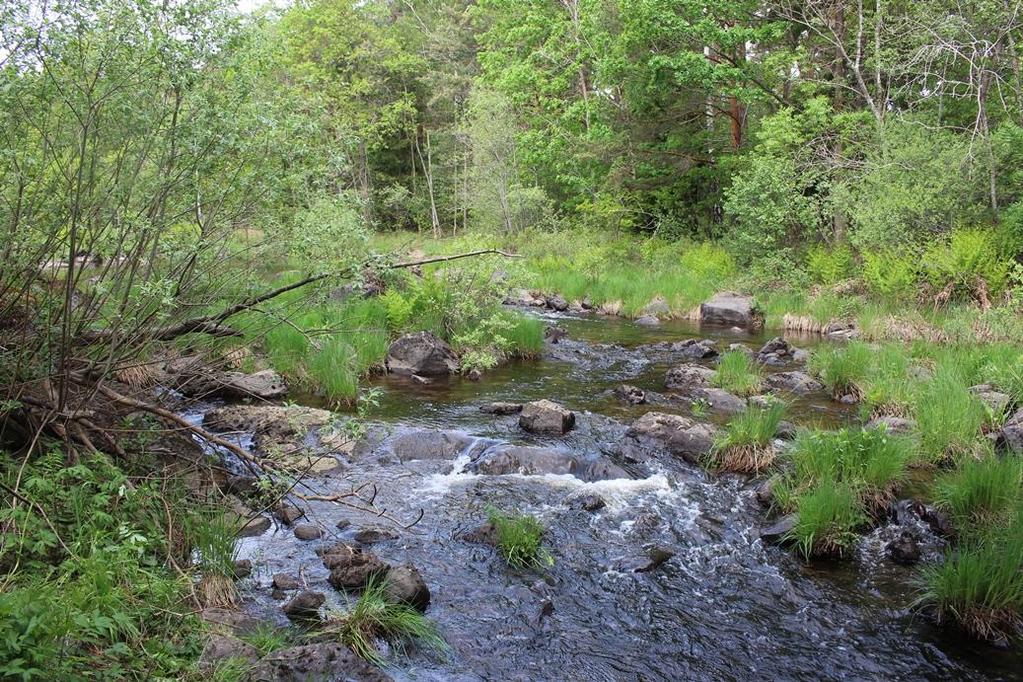 Alsterån, uppströms bro (631774, 153072) Lokalbeskrivning Uppströms bron valdes nästa lokal ut. Botten är inte lika bra här som nedströms bron, intermediär för öring.