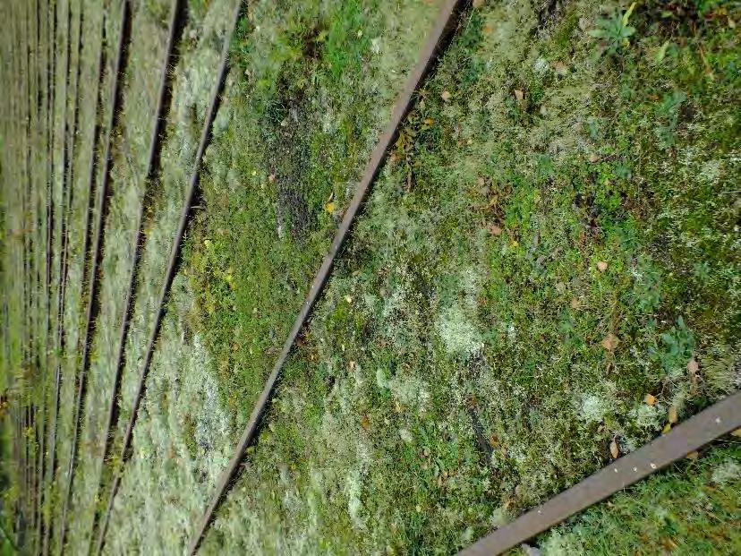 Till vänster påväxt av mossa, lavar och ogräs mellan spåren framför lokstallet.